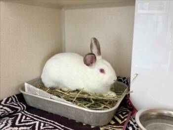 Bunny Rabbit Rabbits Available for Adoption in Loveland, Colorado - ARTEMIS | PetCurious