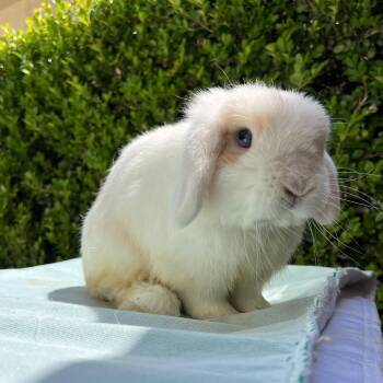 Wilbur -  Holland Lop Rabbit for Adoption in Los Angeles, California - Wilbur | PetCurious