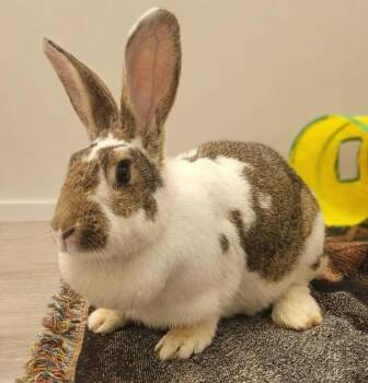Cannelle -  Flemish Giant Rabbit for Adoption in Delson, Quebec - Cannelle | PetCurious