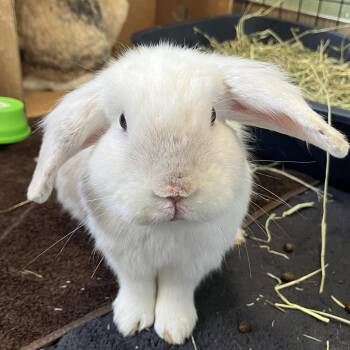Gene -  Mini Lop and American Rabbit for Adoption in Bedford, New Hampshire - Gene | PetCurious