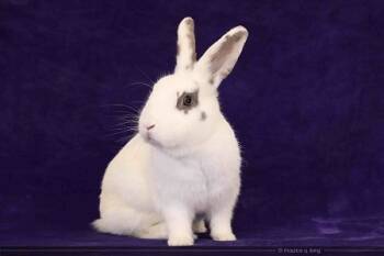 Rescue Bunny Rabbit Rabbits for Adoption in Santa Cruz, California - Miss Marvel | PetCurious
