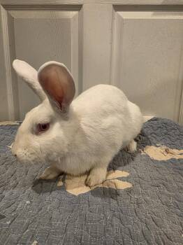 Barley -  New Zealand Rabbit for Adoption in Seymour, Connecticut - Barley | PetCurious
