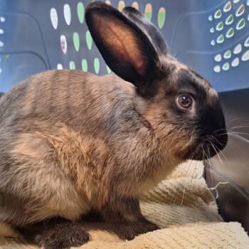 Rescue American Rabbits for Adoption in Kansas City, Missouri - Jessica | PetCurious