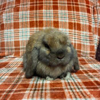 Peanut -  Holland Lop Rabbit for Adoption in Gansevoort, New York - Peanut | PetCurious