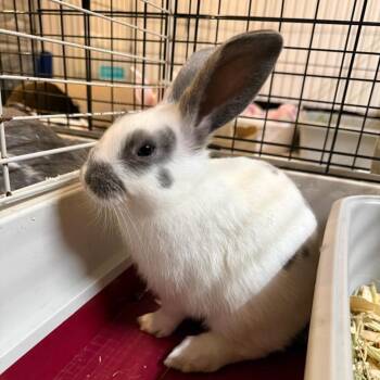 Neutron -  Bunny Rabbit Rabbit for Adoption in Gansevoort, New York - Neutron | PetCurious