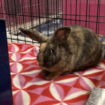 Lychee -  Harlequin Rabbit for Adoption in San Diego, California - Lychee | PetCurious