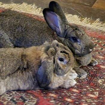 George and Mary Hoppins - FOSTER or ADOPT -  Holland Lop Rabbit for Adoption in Woodfin, North Carolina - George And Mary Hoppins - FOSTER Or ADOPT | PetCurious