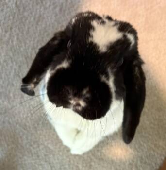 Caddy -  Mini Lop Rabbit for Adoption in Westford, Massachusetts - Caddy | PetCurious
