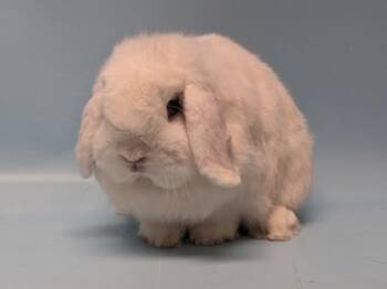 Bergie -  Mini Lop Rabbit for Adoption in Woodbury, Minnesota - Bergie | PetCurious