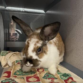 Shrimp -  American Rabbit for Adoption in Allentown, Pennsylvania - Shrimp | PetCurious