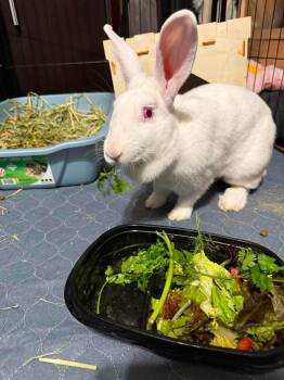 King Slayer -  New Zealand Rabbit for Adoption in Saint Charles, Missouri - King Slayer | PetCurious
