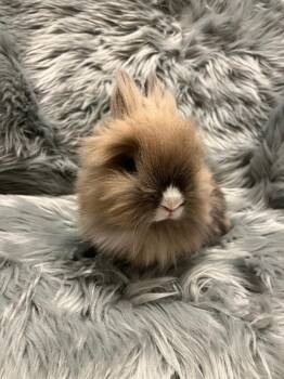 Rescue Lionhead Rabbits for Adoption in Montclair, California - Buddy | PetCurious