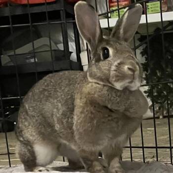American Rabbits Available for Adoption in Charlotte, North Carolina - Lora | PetCurious