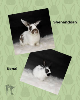 Rescue English Spot Rabbits for Adoption in Lakeville, Minnesota - Kenai | PetCurious