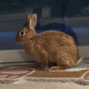 Rescue Bunny Rabbit Rabbits for Adoption in Hampton Bays, New York - Cotton Candy | PetCurious