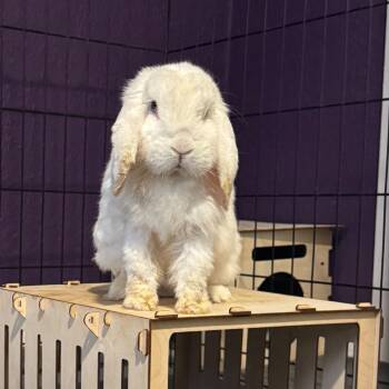 Pom Pom -  Mini Lop Rabbit for Adoption in Miami, Florida - Pom Pom | PetCurious