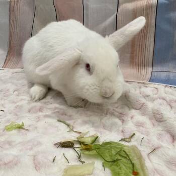 Hoptimus Prime -  Bunny Rabbit Rabbit Available for Adoption in Puslinch, Ontario - Hoptimus Prime | PetCurious