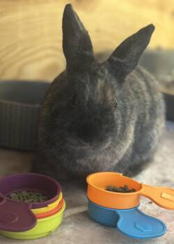 Dizzy -  Harlequin Rabbit for Adoption in Philadelphia, Pennsylvania - Dizzy | PetCurious