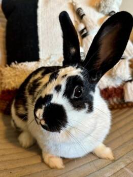 Milkshake -  English Spot Rabbit for Adoption in Taylorsville, Utah - Milkshake | PetCurious