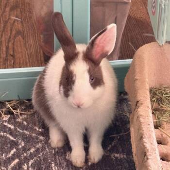 Thyme (bonded to Basil) -  Dutch Rabbit for Adoption in Winston-salem, North Carolina - Thyme (bonded To Basil) | PetCurious