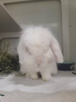 Bunny Rabbit Rabbits Available for Adoption in Hayward, California - BRAMBLE | PetCurious