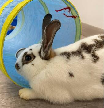 Chestnut -  Bunny Rabbit Rabbit for Adoption in Delson, Quebec - Chestnut | PetCurious