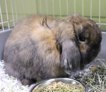Holland Lop Rabbits Available for Adoption - Oswald | PetCurious