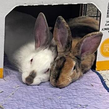 Confetti (Bonded) -  Rex Rabbit for Adoption in Wheaton, Illinois - Confetti (Bonded) | PetCurious