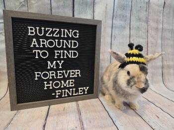Finley -  Harlequin Rabbit for Adoption in Columbus, Ohio - Finley | PetCurious