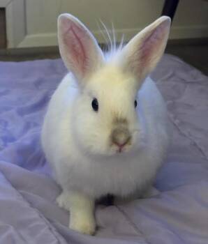 Rescue Lionhead Rabbits for Adoption in Columbia, Maryland - Suki | PetCurious
