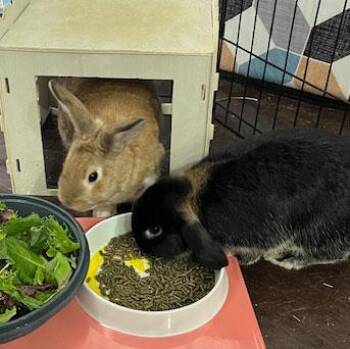 Rescue Holland Lop and Bunny Rabbit Rabbits for Adoption in Los Angeles, California - Kitty & Theo | PetCurious