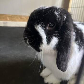 Oreo -  Bunny Rabbit Rabbit for Adoption in East Montpelier, Vermont - Oreo | PetCurious