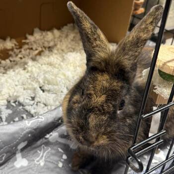 Acorn -  Rex Rabbit for Adoption in Branford, Connecticut - Acorn | PetCurious