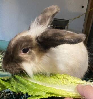 Rescue Lionhead Rabbits for Adoption in Dallas, Pennsylvania - Muffy | PetCurious