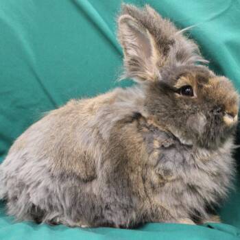 Lionhead Rabbits Available for Adoption - Mandu | PetCurious