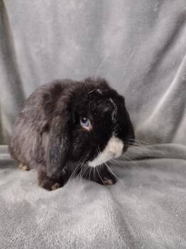Sylvester-teeth -  Holland Lop Rabbit for Adoption in Plymouth, Michigan - Sylvester-teeth | PetCurious