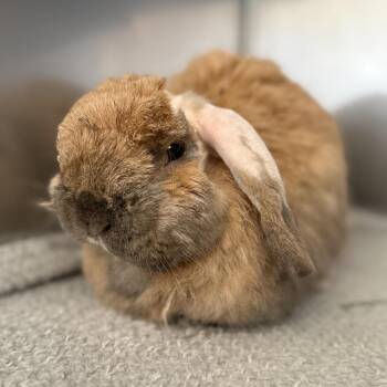 Holland Lop Rabbits Available for Adoption in Richmond, California - Caterpillar | PetCurious