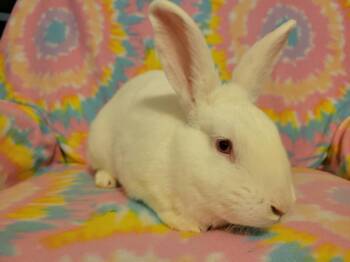 Ruckus -  Bunny Rabbit Rabbit for Adoption in Ankeny, Iowa - Ruckus | PetCurious