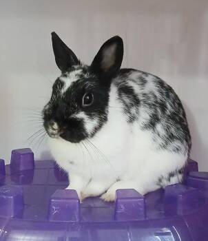 Rescue Dwarf Rabbits for Adoption in Chicago, Illinois - Tomato | PetCurious
