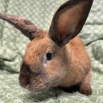 Huey -  American Rabbit for Adoption in Westerville, Ohio - Huey | PetCurious