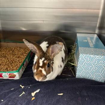 Chip -  Mini Rex Rabbit for Adoption in Des Moines, Iowa - Chip | PetCurious