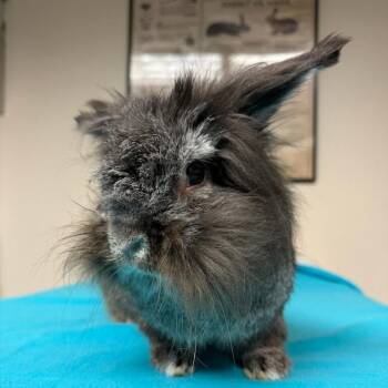 Smoosh -  Lionhead and Mixed Breed Rabbit Available for Adoption in Gansevoort, New York - Smoosh | PetCurious