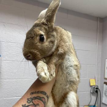 American Rabbits Available for Adoption in Port Charlotte, Florida - 0729-M26 | PetCurious