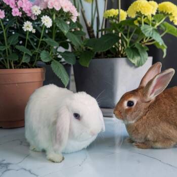 Holland Lop Rabbits Available for Adoption in Murrieta, California - Sapphire (bonded To Sesame) | PetCurious