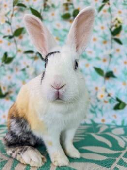 Bunny Rabbit Rabbits Available for Adoption in Long Beach, California - Sunny | PetCurious