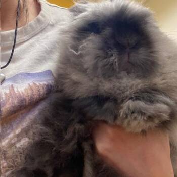 Dust Bunny -  Lionhead Rabbit Available for Adoption in Pittsburgh, Pennsylvania - Dust Bunny | PetCurious