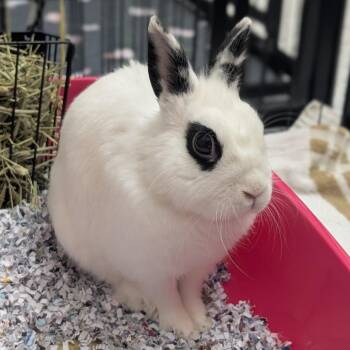 Thumper -  Hotot Rabbit for Adoption in Reno, Nevada - Thumper | PetCurious