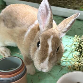 Tipsy Tina -  Dutch Rabbit for Adoption in Howell Township, New Jersey - Tipsy Tina | PetCurious