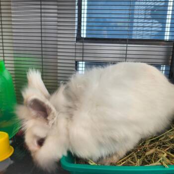 Shirley Temple -  Angora Rabbit Rabbit for Adoption in Warwick, Rhode Island - Shirley Temple | PetCurious