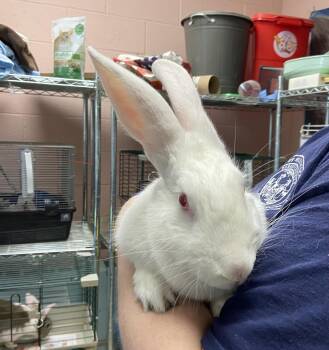 New Zealand Rabbits Available for Adoption in Teterboro, New Jersey - Blanca | PetCurious